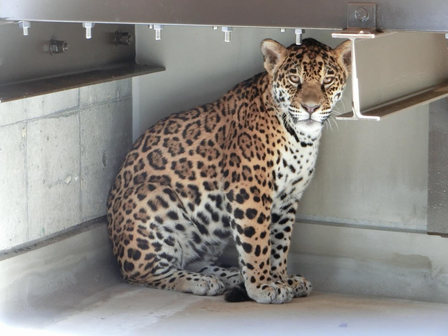 日立市かみね動物園様　ジャガー
